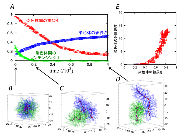 シミュレーションによる染色体の形成と分離のダイナミクスの図