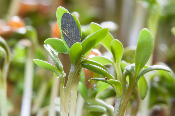 photo of jade plants and a blue 'gene'