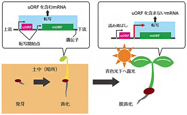 転写開始点の位置の変化によるuORFの読み飛ばしの図