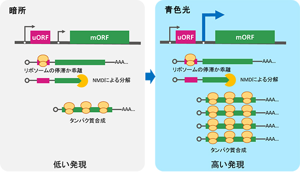 暗所および青色光への露光後の遺伝子発現の比較の図