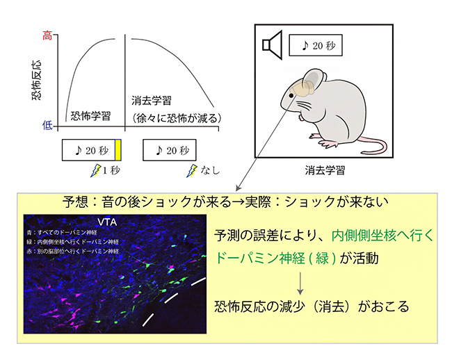 恐怖記憶の消去に重要なドーパミンの役割の図