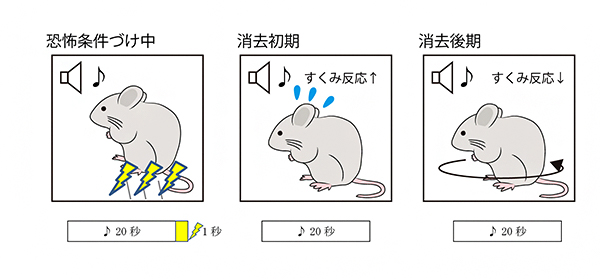 ラットにおける恐怖条件づけ学習と消去学習の図