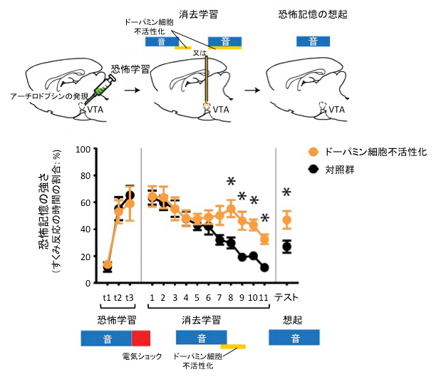 ドーパミン神経細胞抑制実験の図