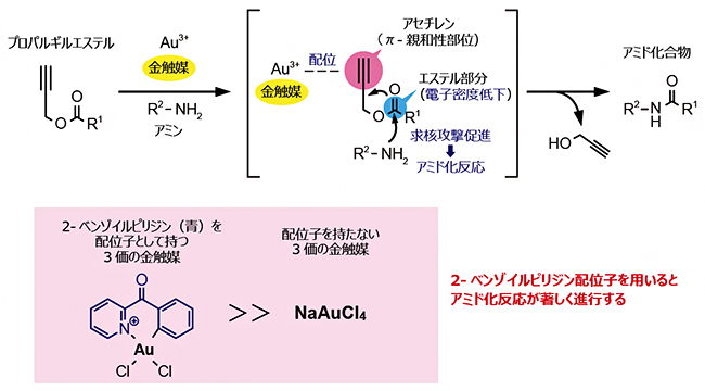 金触媒によるプロパルギルエステルのアミド化反応の画像