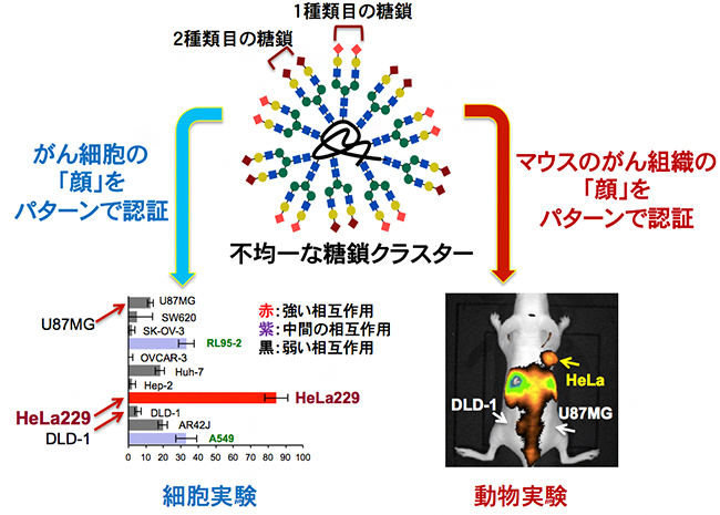 不均一な糖鎖クラスターでがん細胞、マウス内のがん組織をパターンで識別できるの図