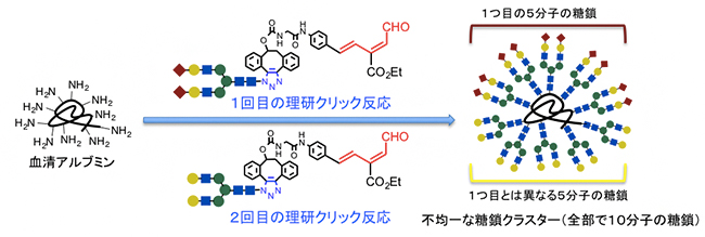 理研クリック反応による不均一糖鎖クラスターの効率的な合成の図