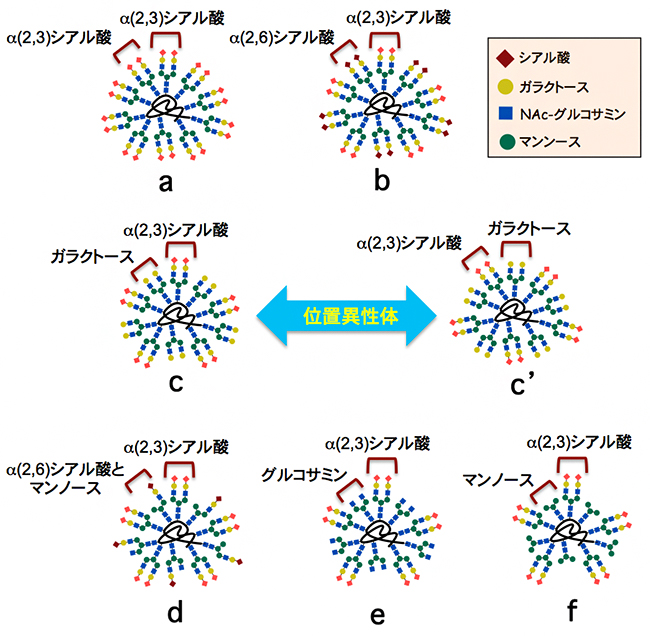 理研クリック反応で合成した7種類の不均一な糖鎖クラスターの図