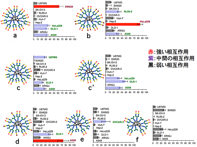 不均一糖鎖クラスターと様々ながん細胞との相互作用の図