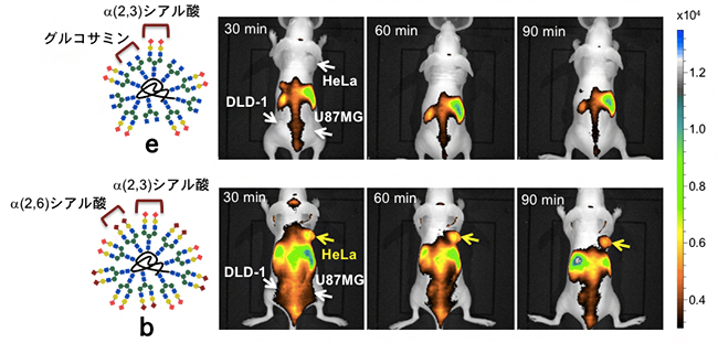 糖鎖クラスターの「パターン認識」によるマウス内でのがんの識別の図