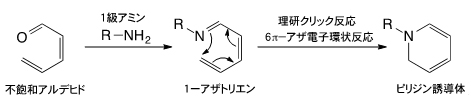 理研クリック反応(6π-アザ電子環状反応)の図