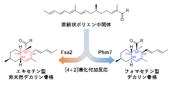 鏡像異性体を作り分ける酵素の発見 理化学研究所