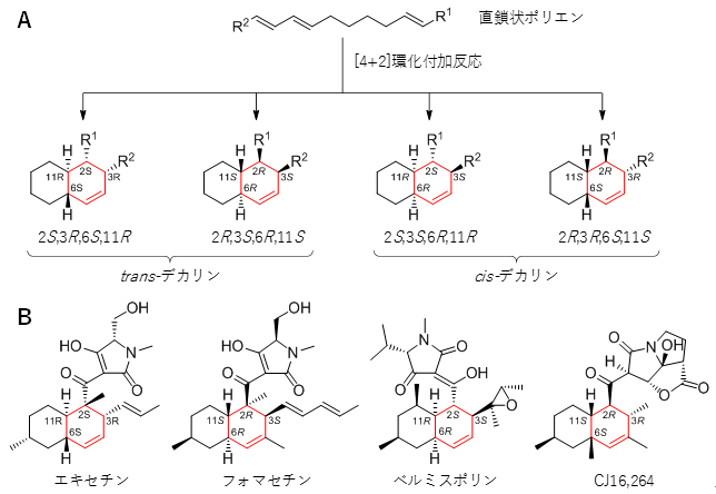 鏡像異性体を作り分ける酵素の発見 理化学研究所