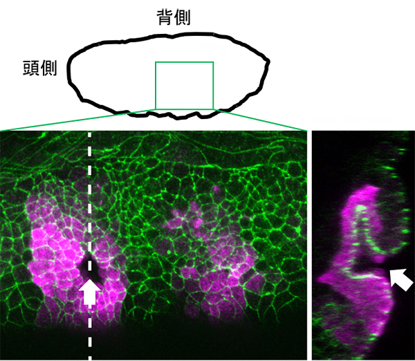 ショウジョウバエ胚における気管形成の図