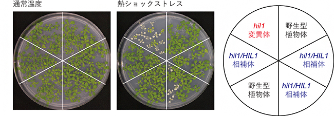 HIL1遺伝子変異体における熱ショックストレス耐性解析の図