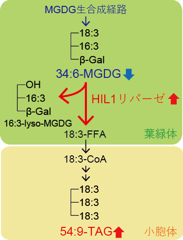 高温ストレス条件下の葉におけるHIL1によるMGDGのリモデリングの図
