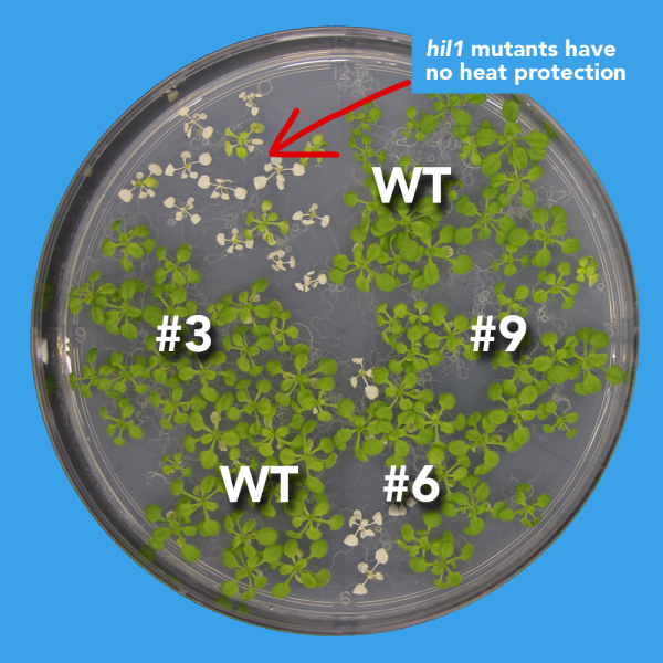 photo of hil1 and wild type plants after the heat shock test