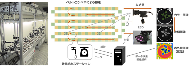 全自動植物表現型解析システム「RIPPS」の概要の図