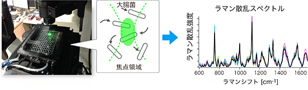 レーザー光のラマン散乱光による薬剤耐性大腸菌の判別の図