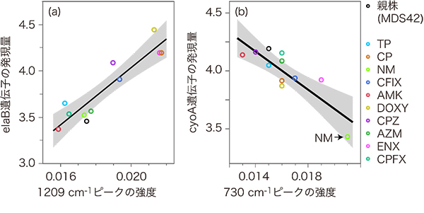 遺伝子の発現量とラマン散乱の振動数点（cm-1）のピークの強度との関係の図