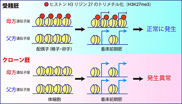 クローン胚では、ヒストン修飾依存的なゲノムインプリンティングが破綻しているの図