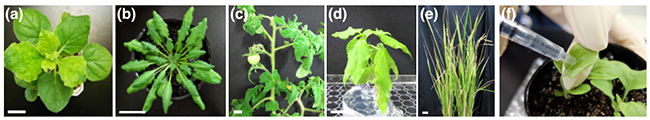 実験に用いた植物種と導入方法の図