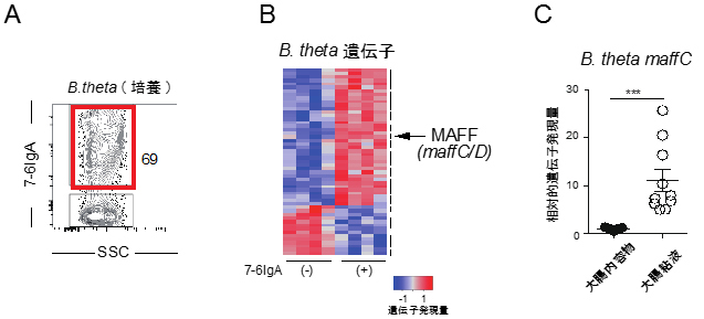 7-6IgAのB.thetaへの結合と腸内におけるB.theta遺伝子発現への効果の図