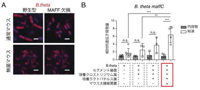 腸管内におけるB.theta MAFFの働きの図