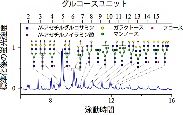 わずか100個の細胞から、肝臓がんに特徴的な糖鎖プロファイリングに成功！の図