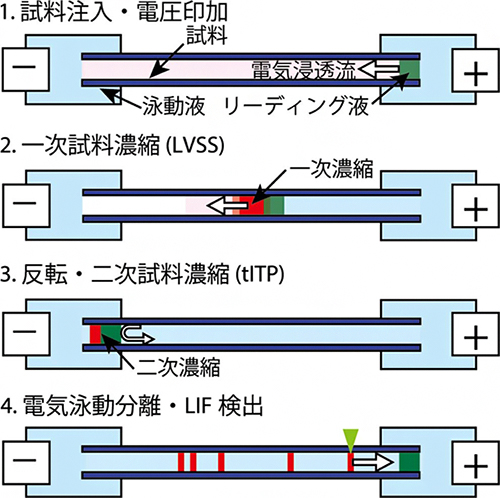 新たな濃縮法「LDIS法」とそれに続くCE-LIF分析法の原理の図