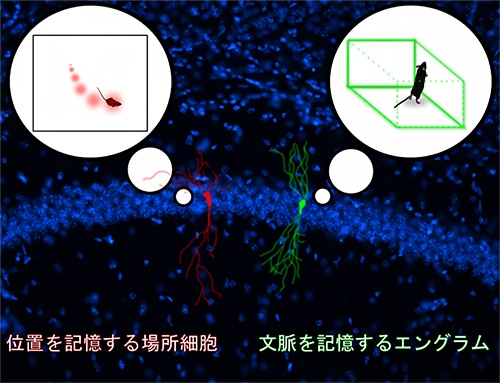 位置情報を保存する場所細胞と文脈情報を保存する記憶エングラムの図