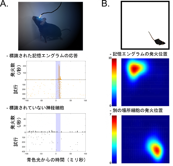 光遺伝学によって同定された記憶エングラムとその発火位置の図