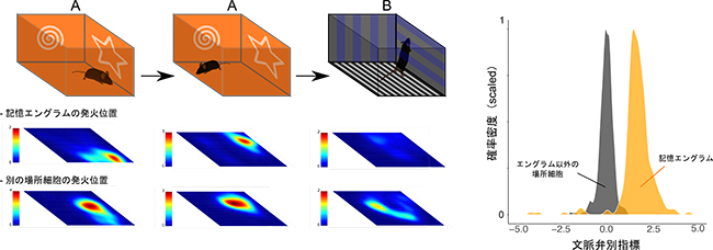 記憶エングラムとそれ以外の場所細胞による異なるふるまいの図