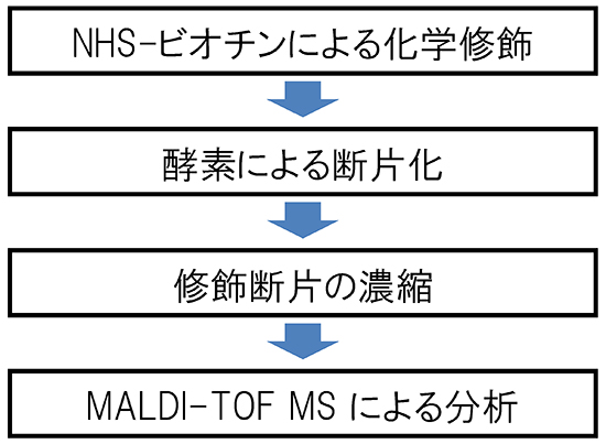 化学修飾と質量分析によるタンパク質分子表面リジン残基の特定手順の図