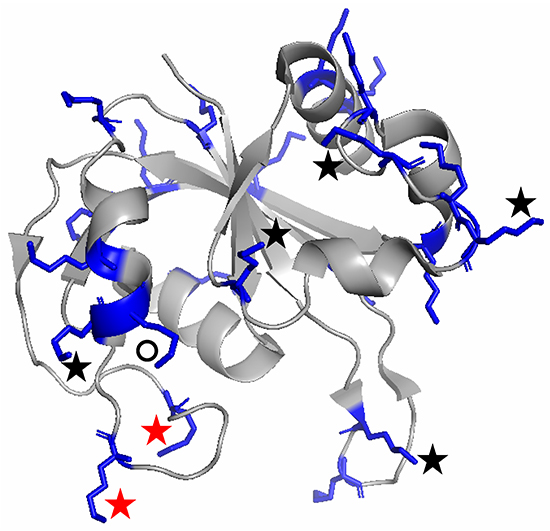 PH1033の分子表面リジン残基特定実験の図