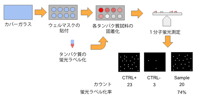 1分子蛍光ラベル化率の評価法の図