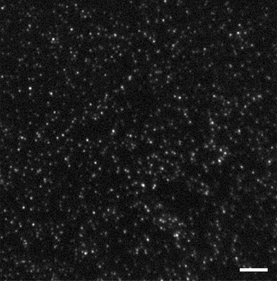 タンパク質１分子による蛍光スポットの可視化の図