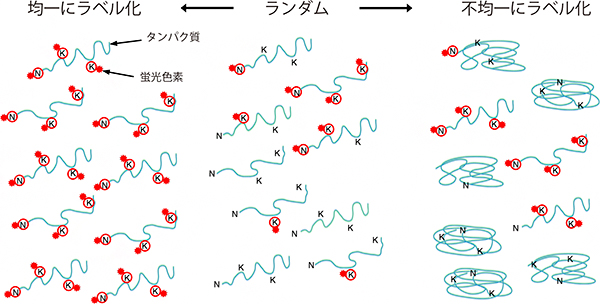 タンパク質と蛍光ラベルとの結合様式の模式図の画像