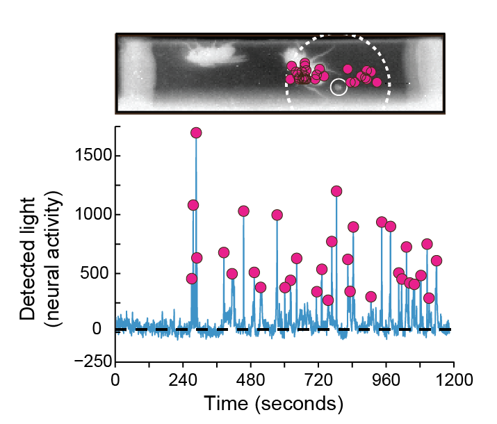 graph of bioluminescence results