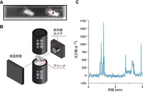 発光バイオセンサーを用いたハエの神経活動と行動の同時計測システムの図