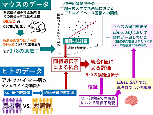 アルツハイマー病の原因遺伝子を同定するためのマウスとヒトのデータの統合解析の図