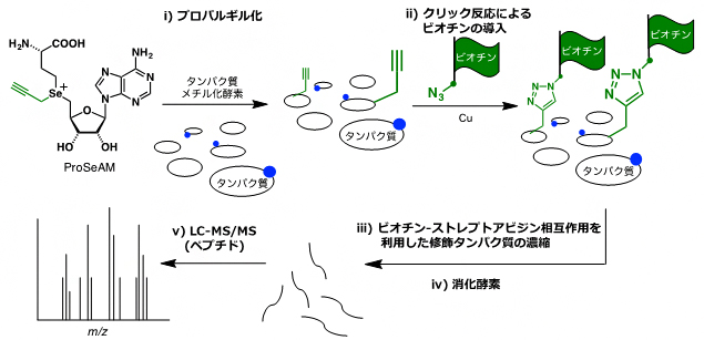 ProSeAMを用いるメチル化タンパク質の網羅的検出法の図