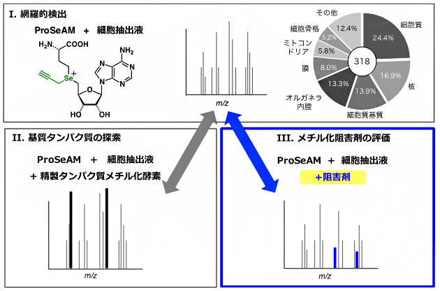 ProSeAMを用いたメチル化基質探索およびメチル化阻害剤探索の図