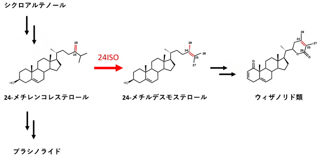 新たに発見した酵素24ISOの働きの図
