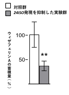 24ISO遺伝子の発現を抑制した場合のウィザフェリンA蓄積量の変化の図