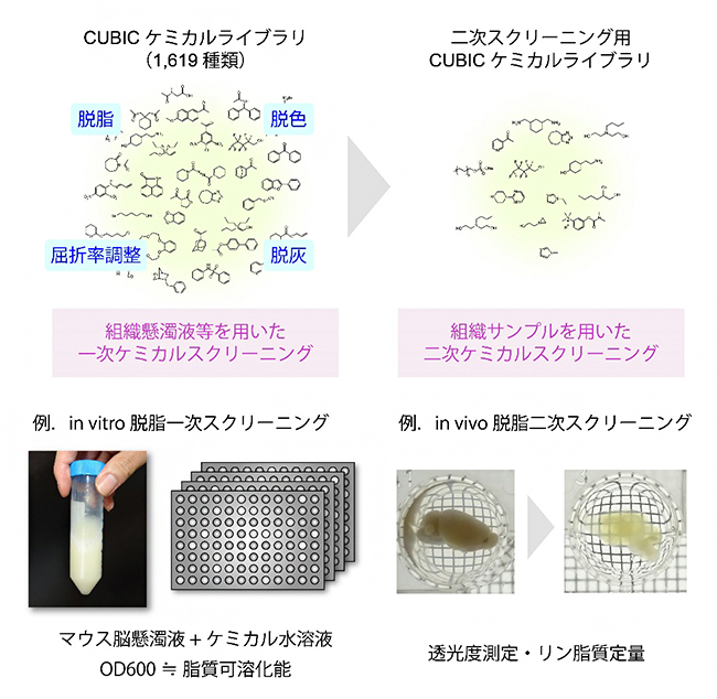 組織透明化に向けた水溶性化合物の「包括的ケミカルプロファイリング」の図