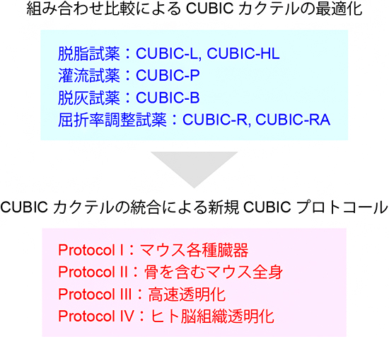 包括的ケミカルプロファイリングに基づく組織透明化技術の開発戦略の図