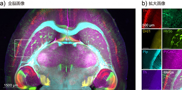 マウス全脳遺伝子発現状況の一細胞解像度の比較観察の図