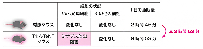 TrkA遺伝子発現細胞のシナプス放出阻害と睡眠量の関係の図