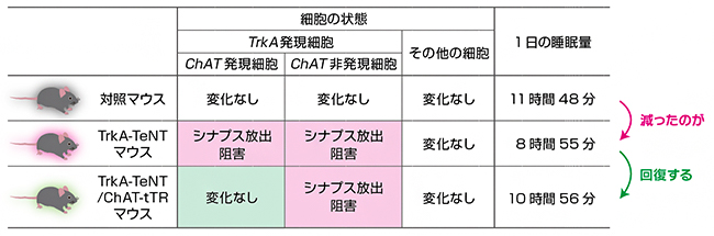 ChAT遺伝子発現細胞のシナプス放出阻害の解除と睡眠量の関係の図