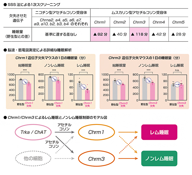 アセチルコリン受容体のChrm1もしくはChrm3遺伝子の欠失と睡眠量の関係の図